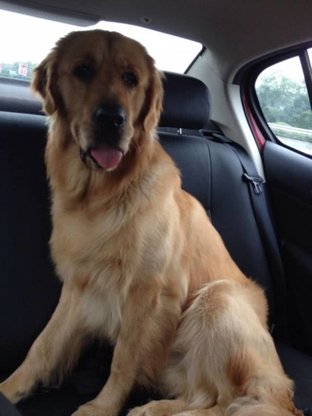 训练宠物狗听话的诀窍,狗狗害怕该怎么做视频