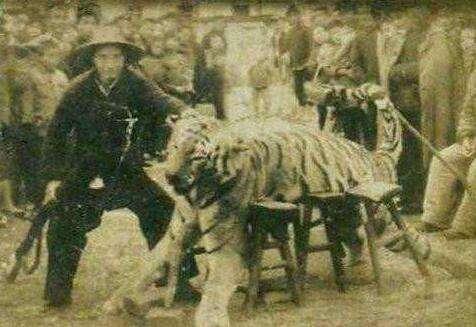 回顾常德会战八千虎贲的始末,人虎之战真实故事