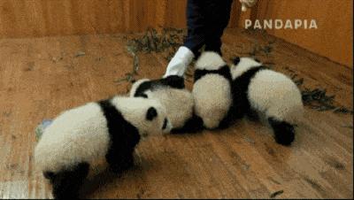 国内可以看熊猫吗,看熊猫要到哪里看