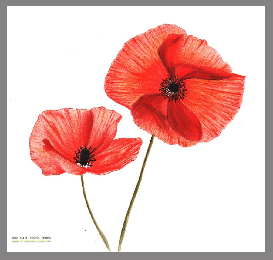 彩铅花卉作品临摹素材,动漫人物彩铅素材图片