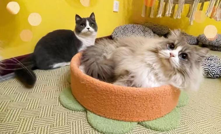 秦皇岛这只网红猫日常“巡逻”你见过吗？岛上还有这些撸猫好去处~