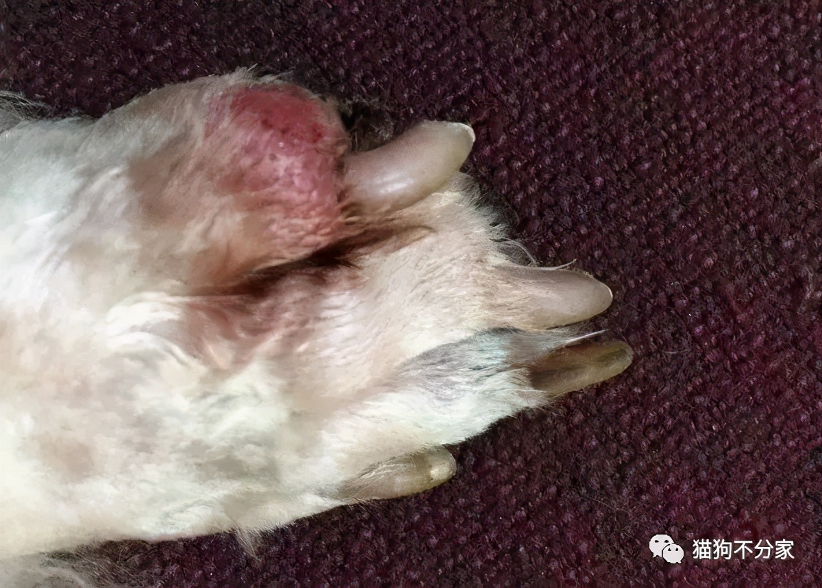 被狗狗轻微划伤伤口图片,狗狗脚底划伤怎么处理