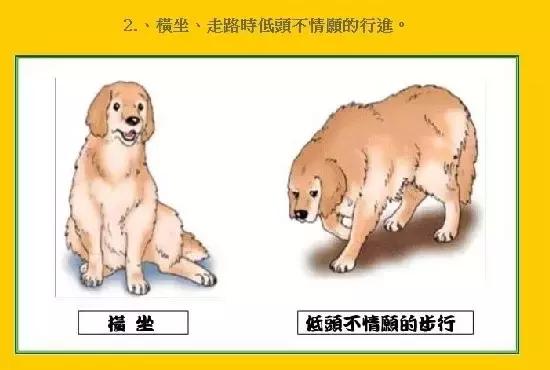 狗狗髋关节发育不良能补钙吗,狗狗髋关节发育不良软骨素