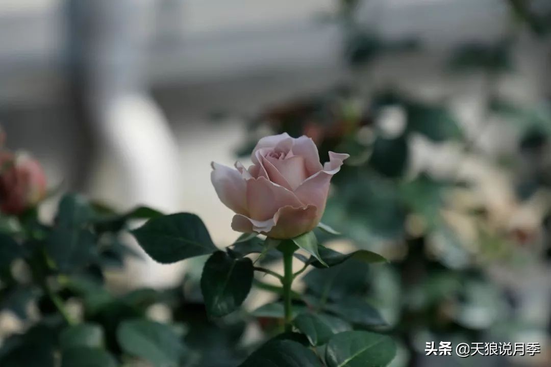 都说“最美人间四月天”，应该就是月季开花的模样吧！