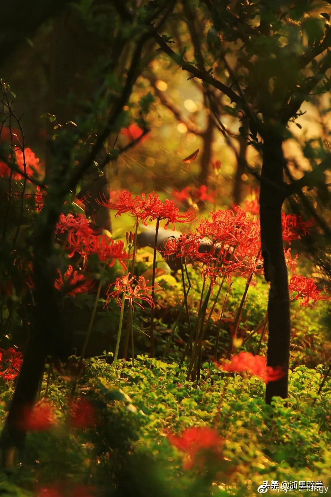 湖光秋月两相和古诗,湖光秋月两相和的诗意