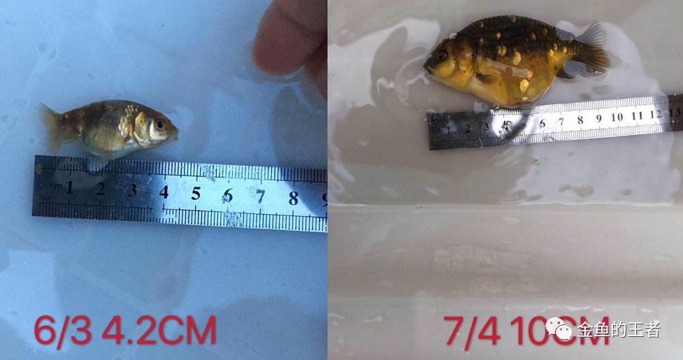 养功考试1个月，20条鱼的前后成长对比，变化太惊艳了