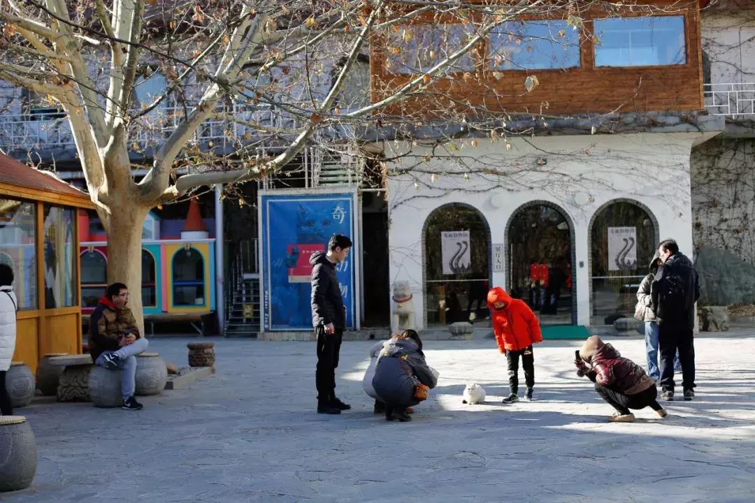 杨家枪原创视频,杨家枪抗日