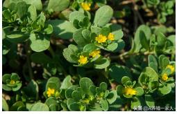 鸡白痢用什么西药好,鸡白痢用什么药