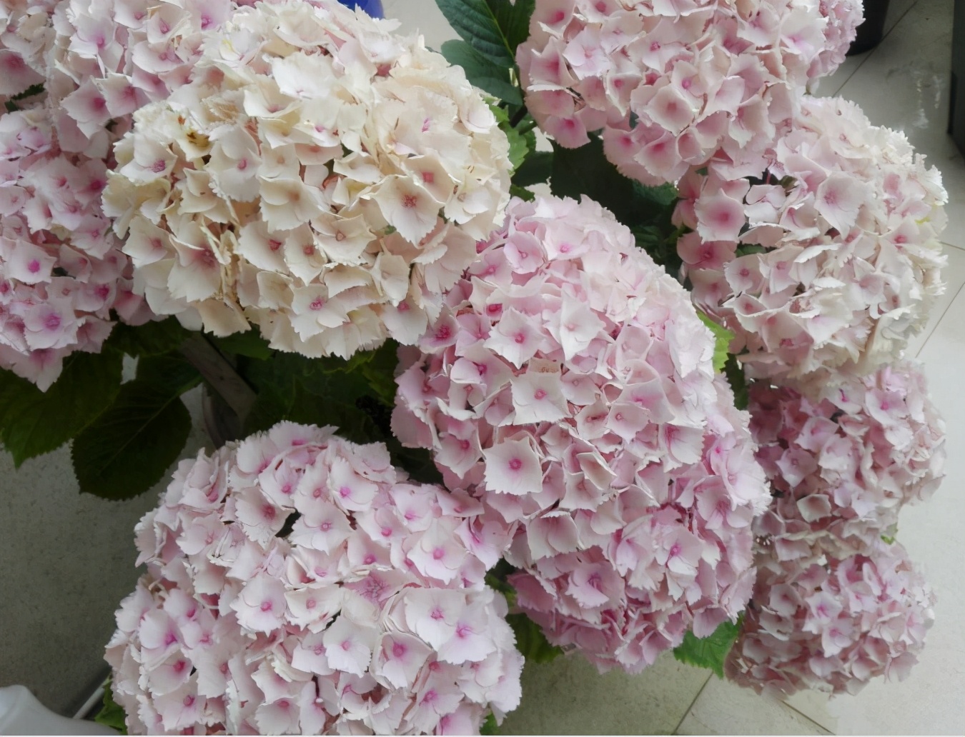 一加仑绣球长几年能长大,绣球扦插苗如何让其快速长大