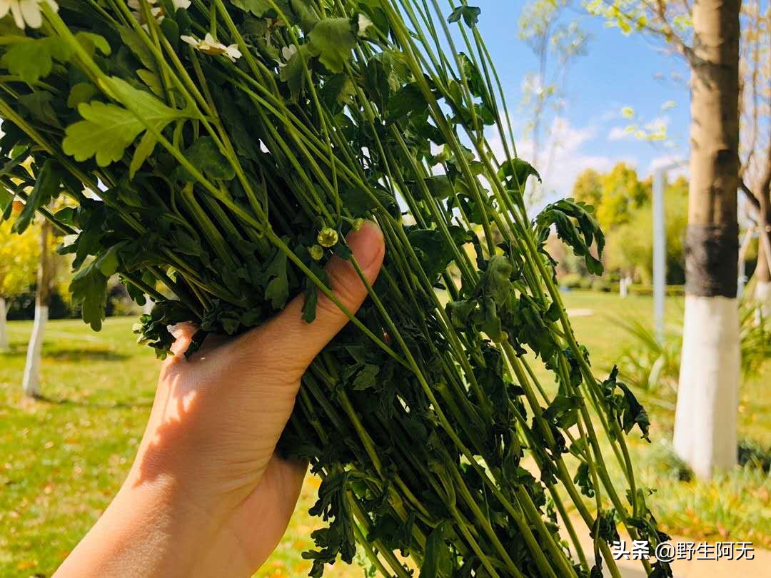 洋甘菊切支养护方法,鲜切洋甘菊怎样才能保持长久