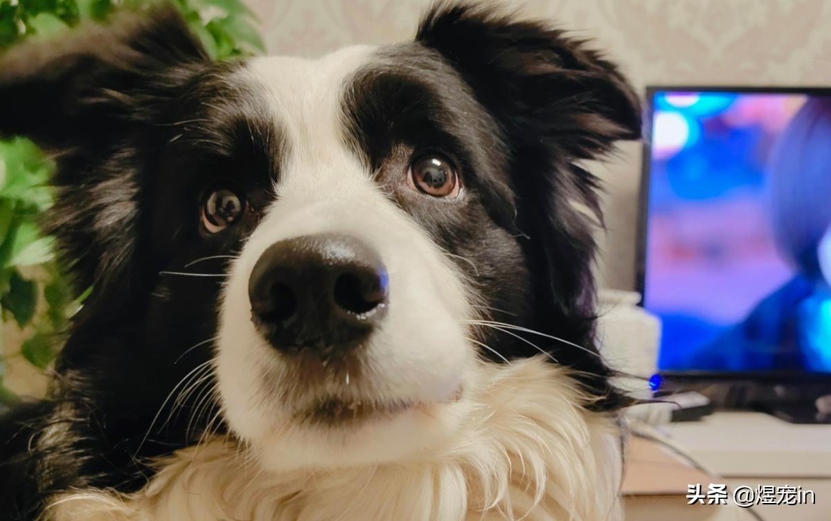 家里的狗狗掉毛,边牧狗掉毛家里怎么打理