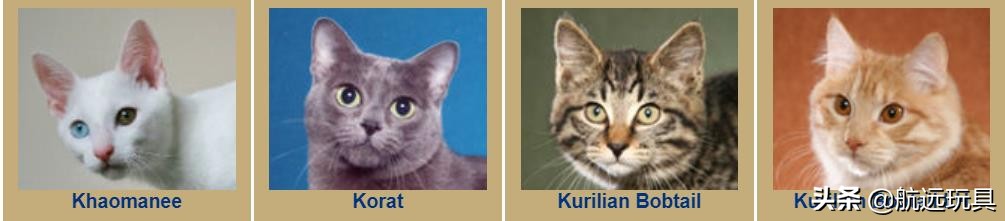 国际权威机构对猫咪的最全分类,猫咪分类大全