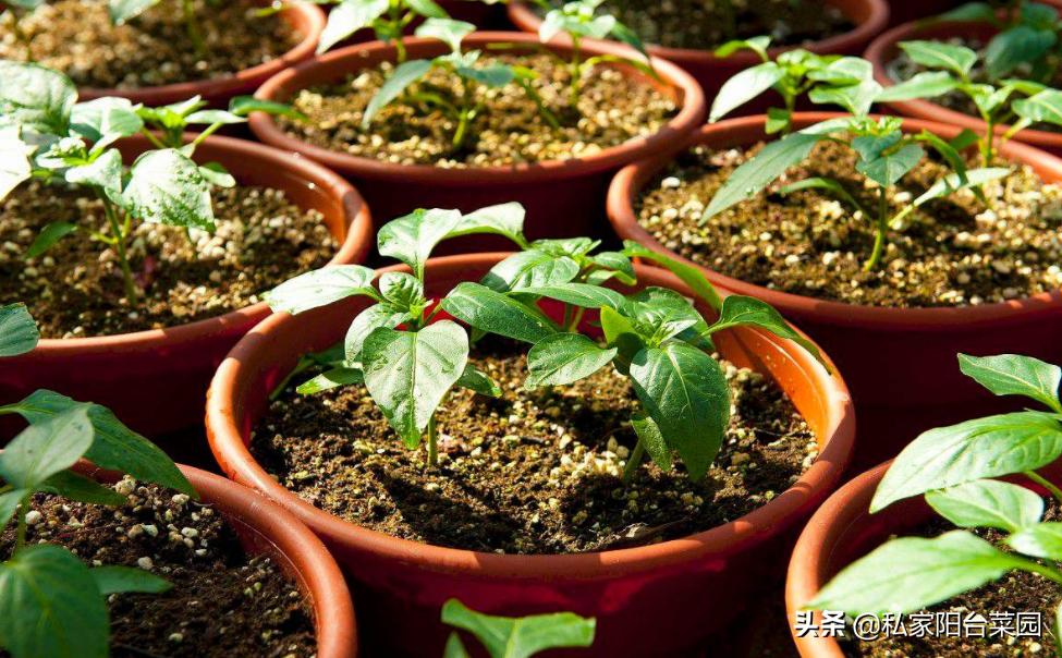 阳台种上辣椒和生姜，不用出门买，随摘随吃