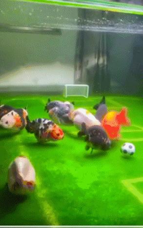 鱼缸造景足球场,把鱼缸改造成花园