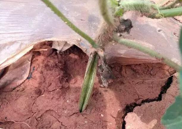 西瓜藤蔓卷曲是怎么回事,西瓜蔓开裂是什么原因