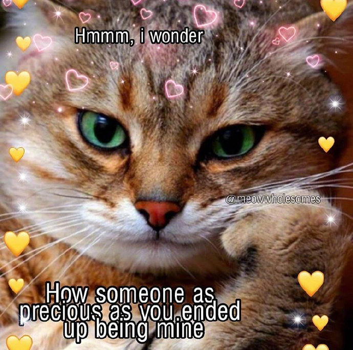 猫咪背景图ins风,猫咪背景图ins高级质感黑猫