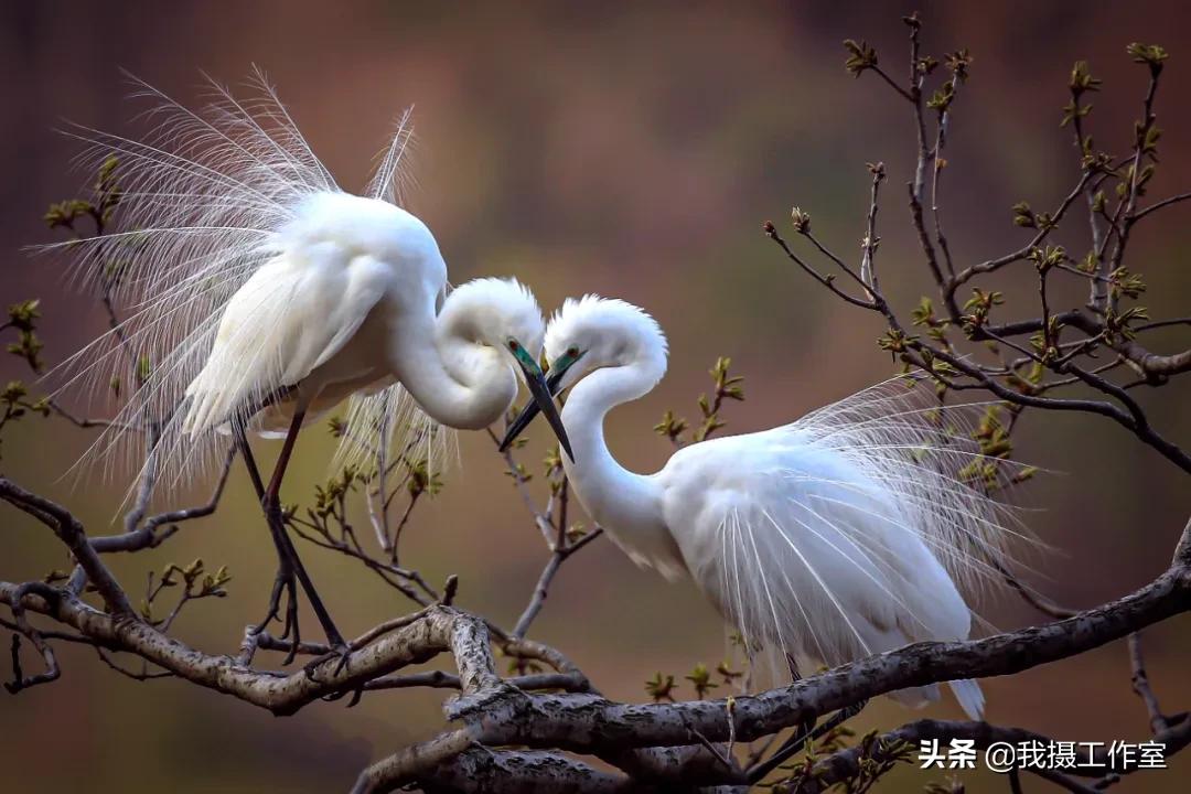 第16届国际摄影艺术展获奖作品,第29届全国摄影艺术展览作品集