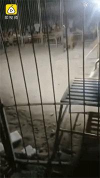 老虎和狮子分离了多久,狮子是百兽之王老虎是森林之王