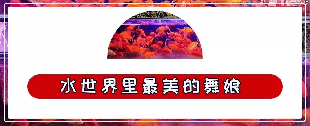 商丘花鸟批发基地,商丘花鸟市场地址