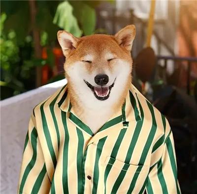 成熟狗狗穿搭,狗界王老五的时尚型穿搭示范