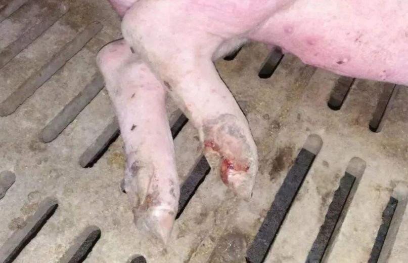 猪口蹄溃烂用什么药,猪口蹄恢复后还会得口蹄疫吗