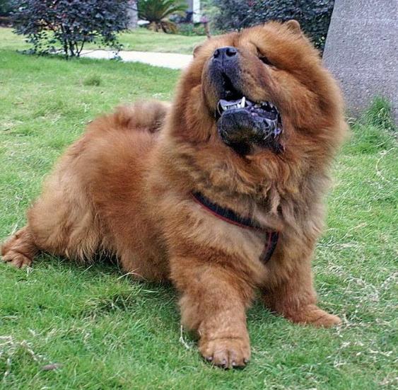 养松狮犬的十大好处,松狮犬为什么很少