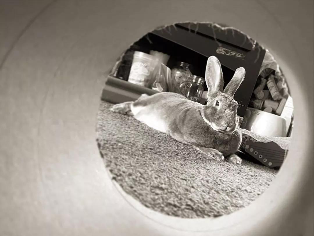 室内的简单游戏有哪些,适合在室内玩的活跃游戏