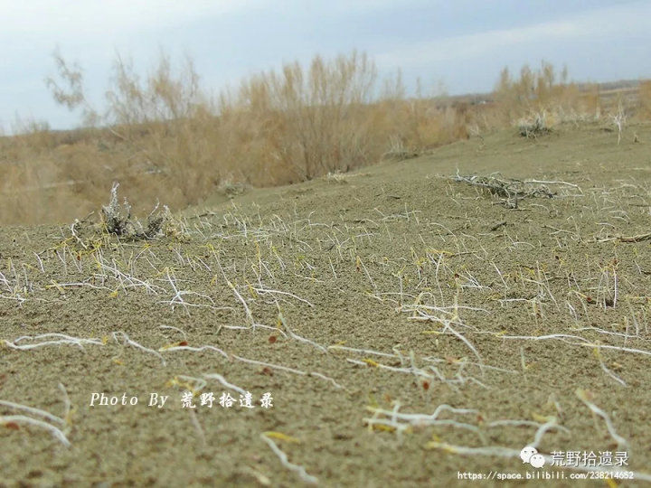 荒野拾遗录,荒野拾遗录完整