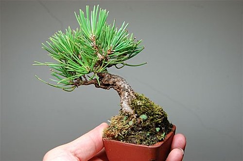 黑松树盆景赏析视频 (黑松树的切法图解)