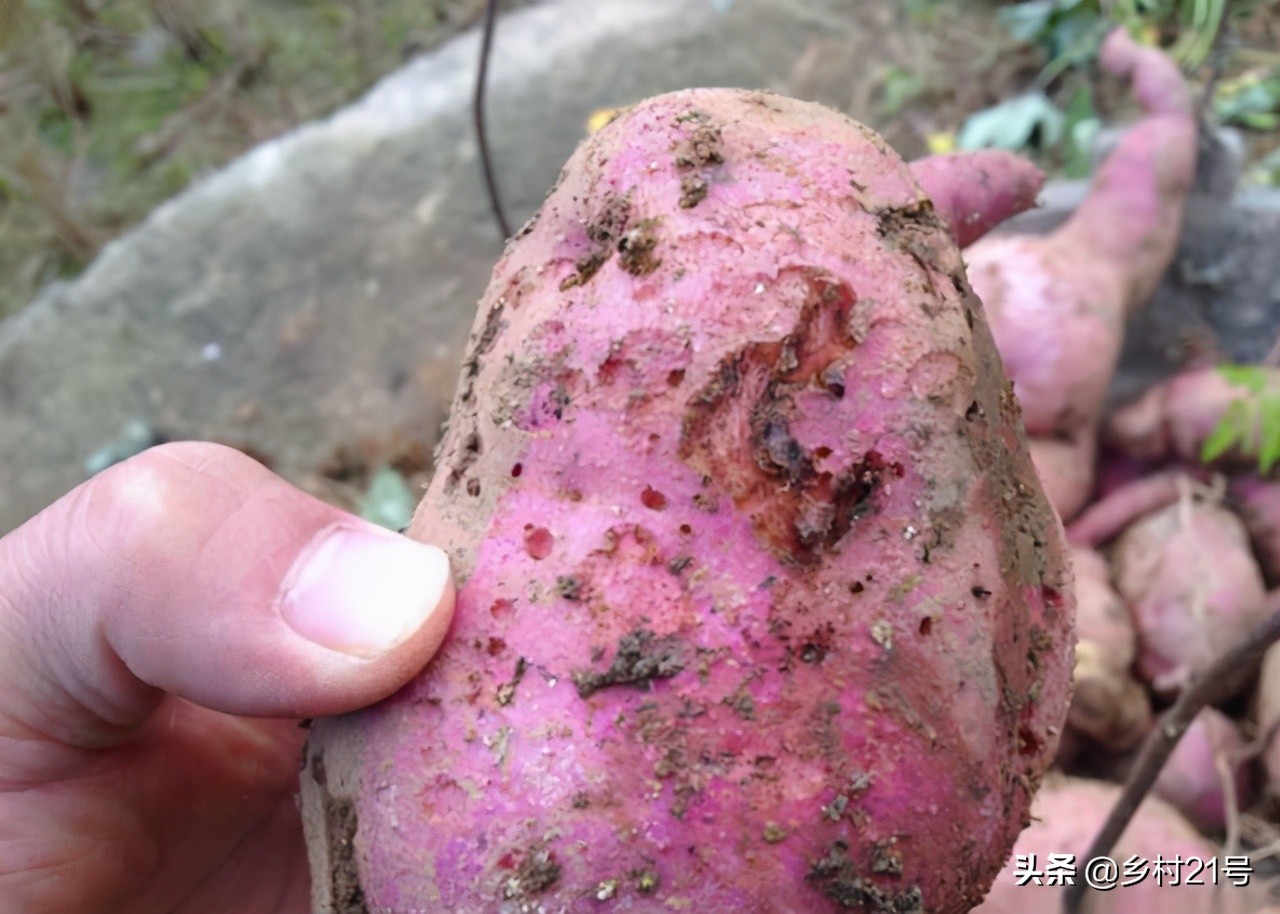 红薯长白毛怎么补救,红薯黑斑怎么回事