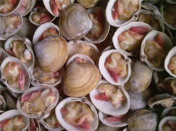 北极贝即食海鲜,鲜活北极贝应季