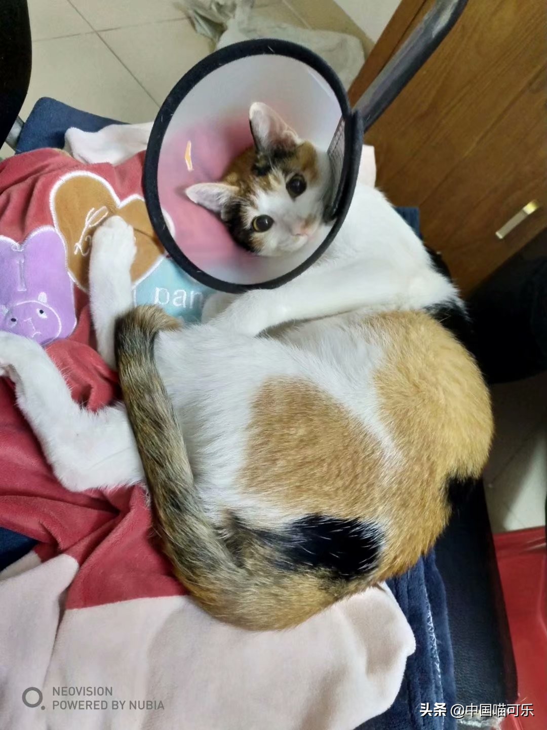 母猫突然叫个不停要人去摸它,母猫突然叫得很奇怪