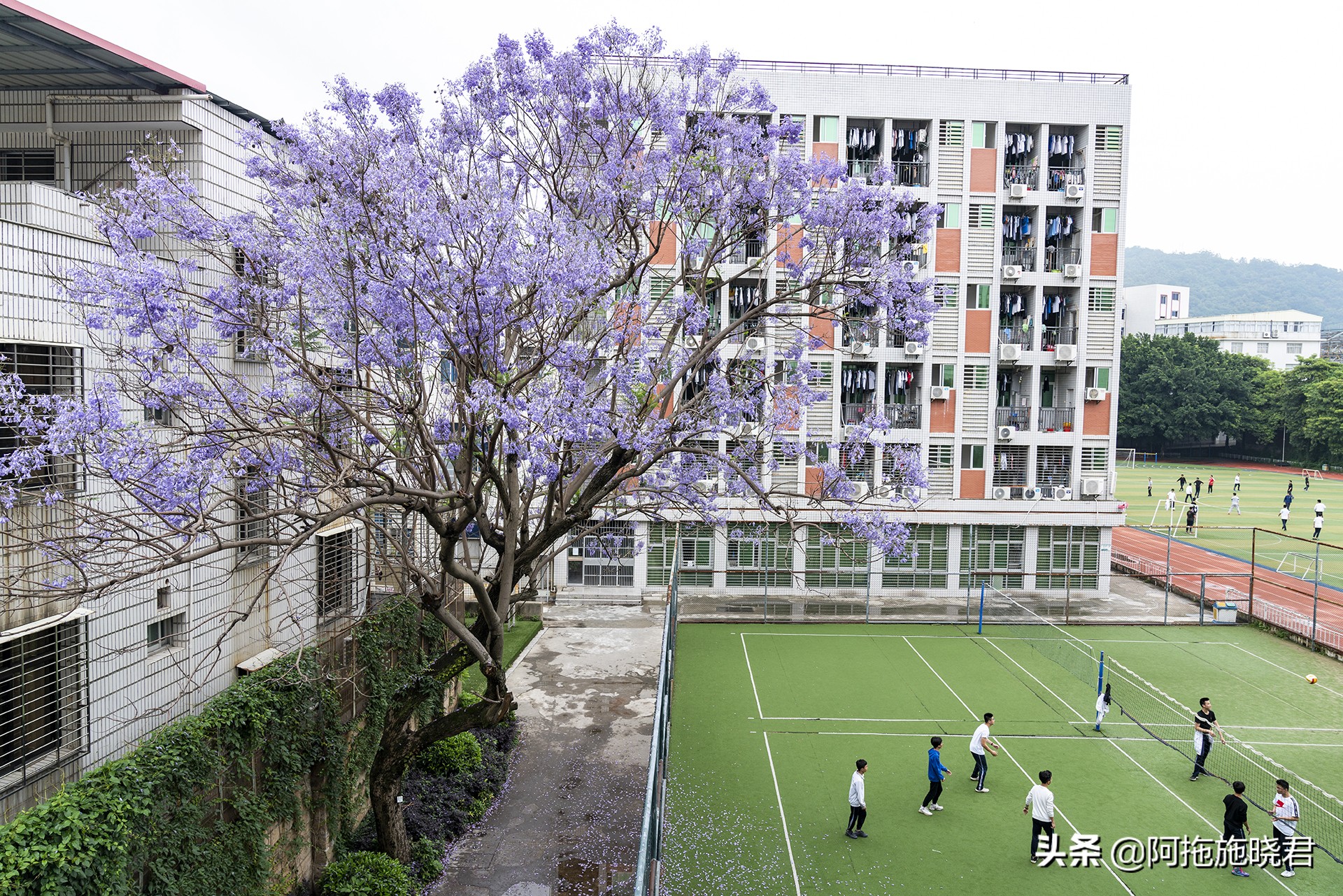 蓝花楹花语及图片大全,蓝花楹的花语还是很让人着迷