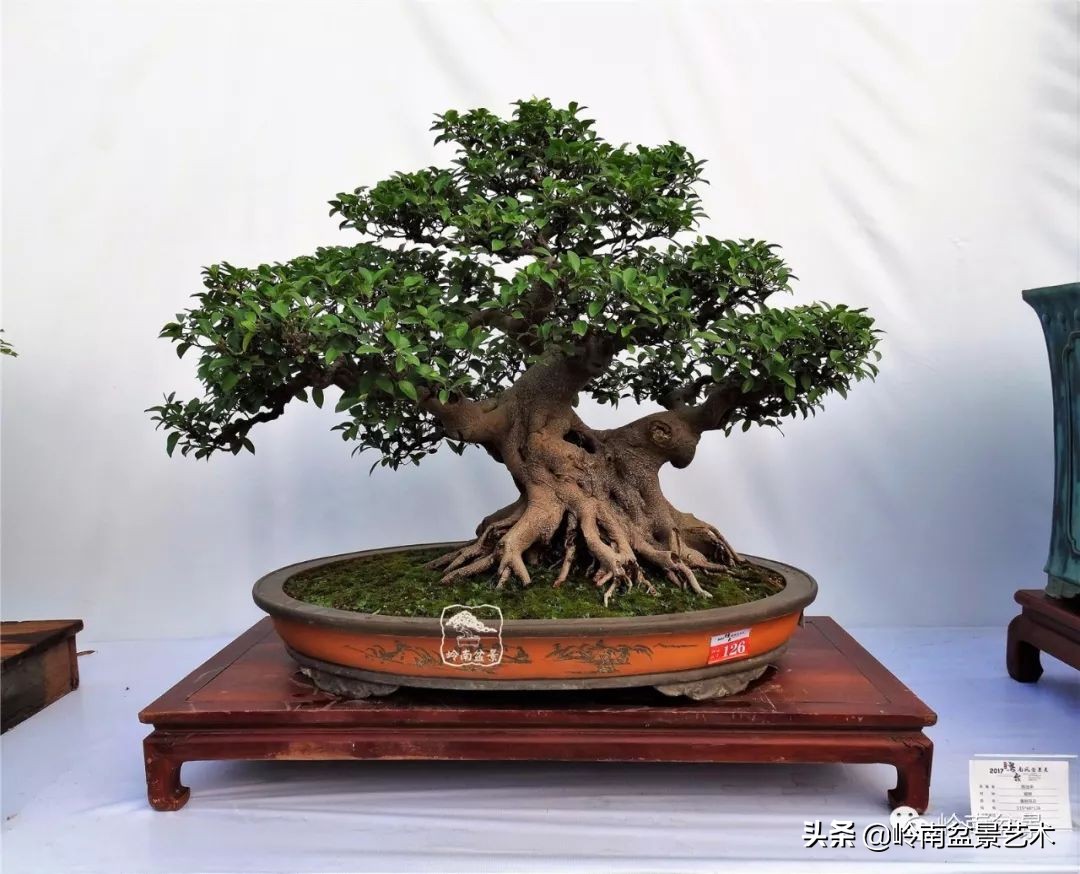 我喜欢的榕树盆景,泉州榕树盆景