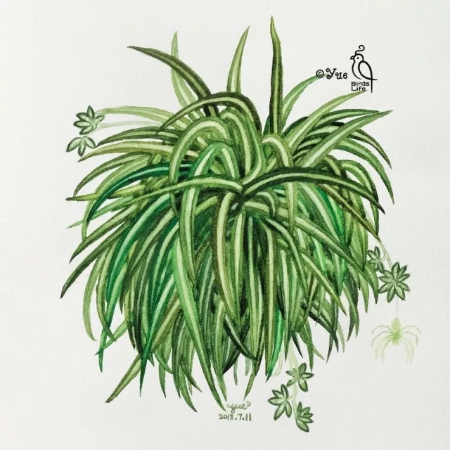 吊兰和绿萝哪个好养,吊兰和绿萝养法一样吗