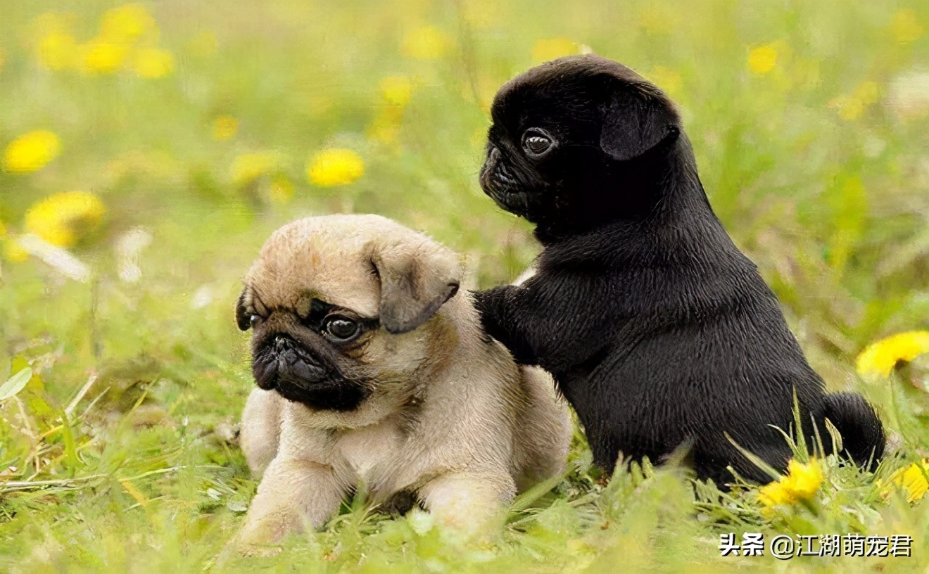 巴哥呼吸臭得很怎么办,有什么办法去除巴哥的体臭