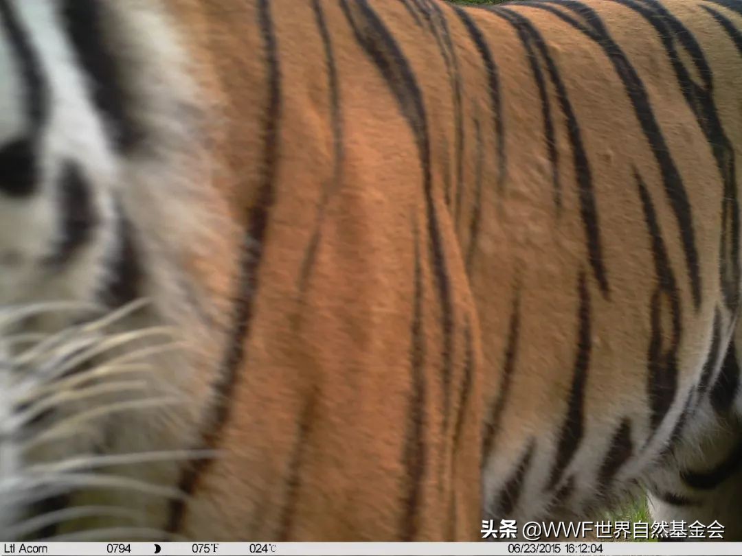 守护王者归来，邀你来画虎