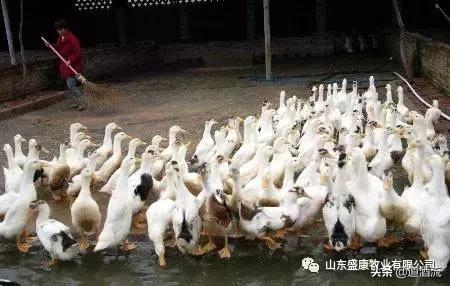 鸭眼睛红流泪怎么回事,鸭眼睛肿胀流眼泪