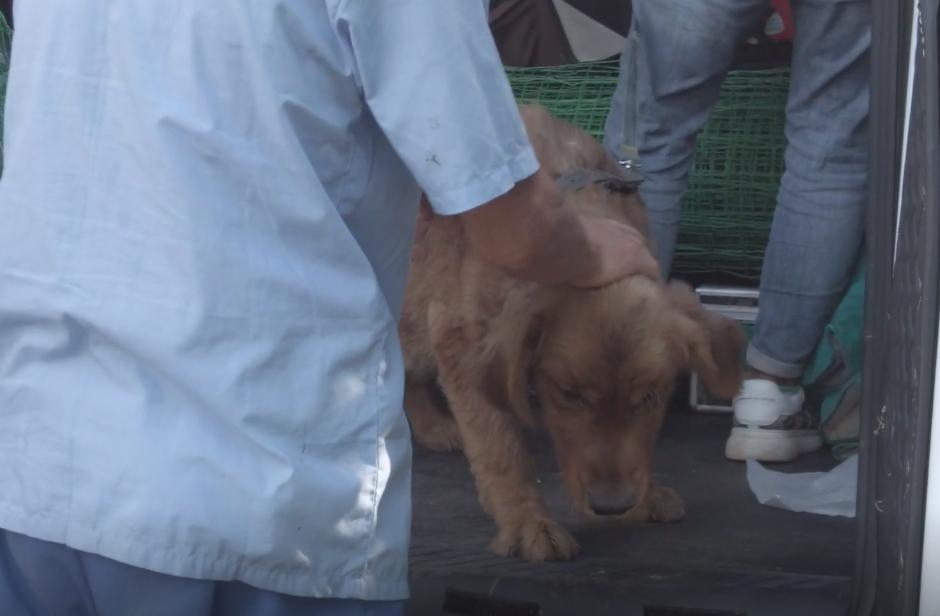 被救助的金毛弃养犬,被领养的金毛怎么处理最好