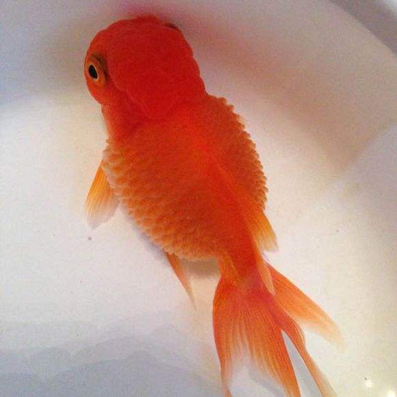 兰寿立鳞病观赏鱼,观赏鱼立鳞病用什么药