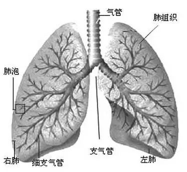 肺纤维化是慢性疾病吗,不是癌症不能治愈的病