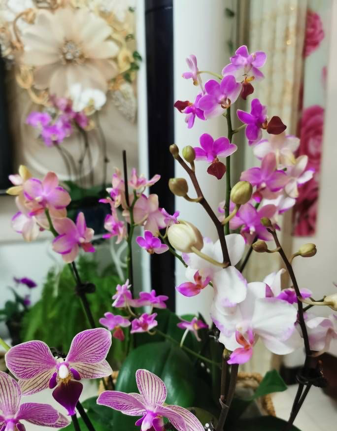 十种最旺客厅花,6种转运花