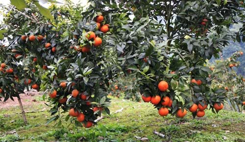 璧山轻轨房价,璧山铜梁轻轨