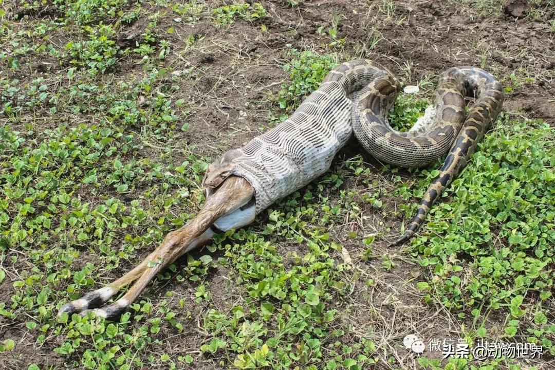 出游在外小心不要被动物吃掉哦