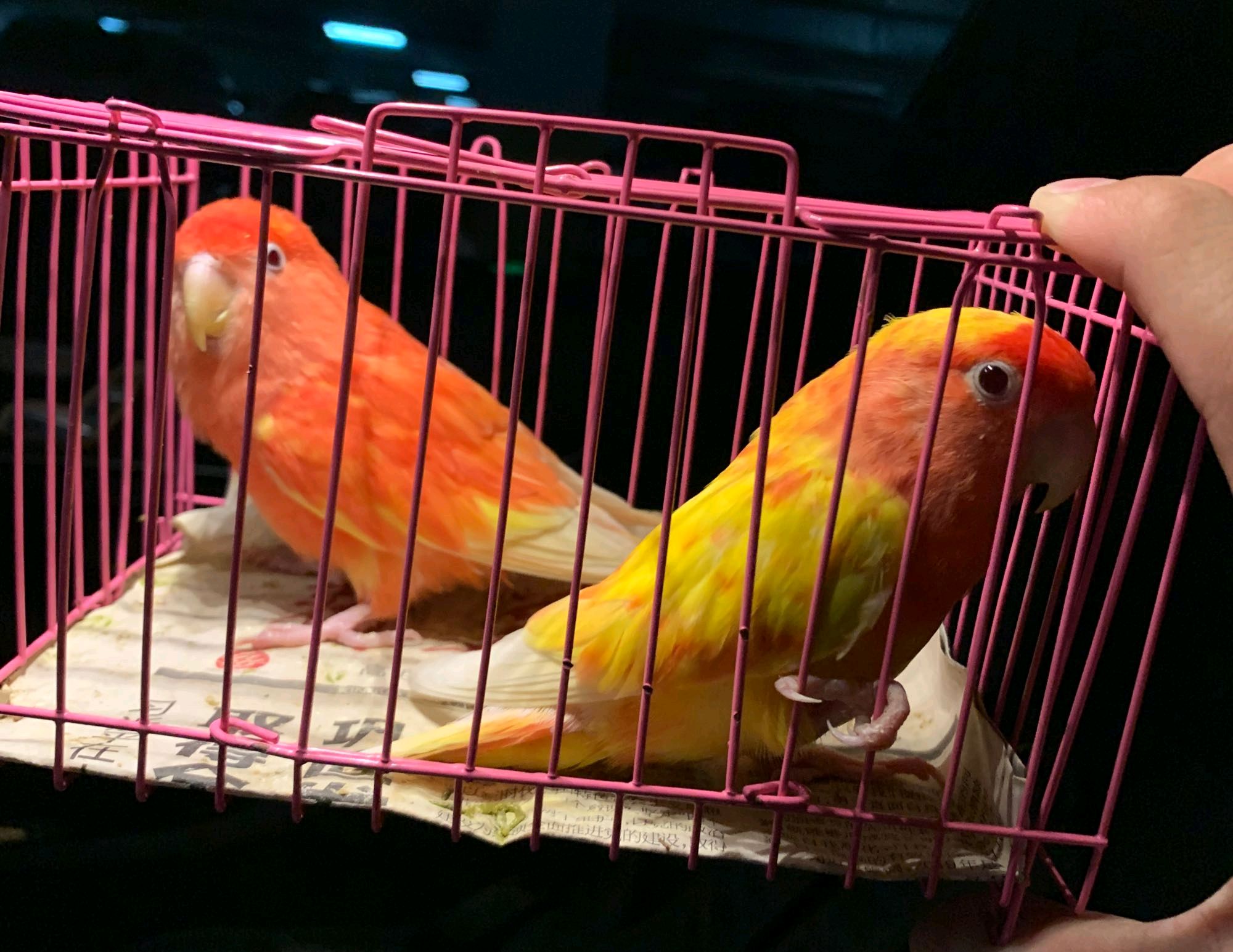 黄桃蓝腰牡丹鹦鹉成长全过程,两只黄桃鹦鹉会生什么