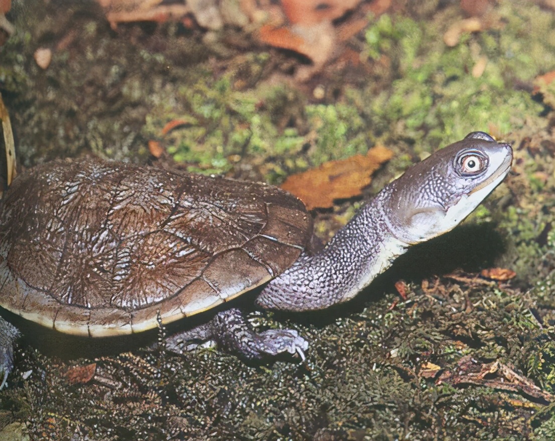 各种龟类图片大全大图,龟类展示会