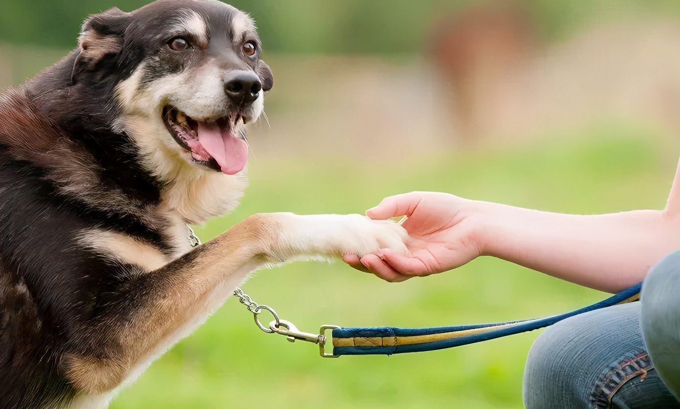 治疗抑郁的五种狗狗,狗狗抑郁怎么治疗最快最有效