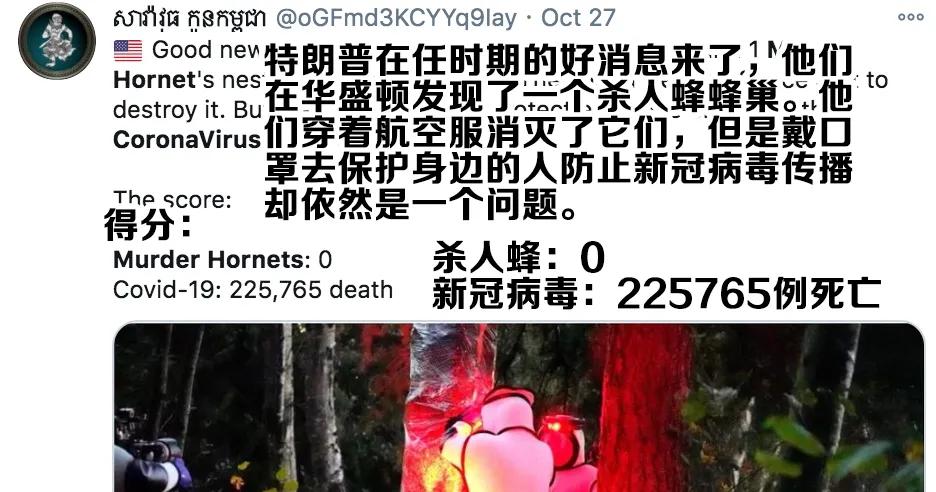 杀人蜂为什么那么可怕,杀人蜂到底有多厉害