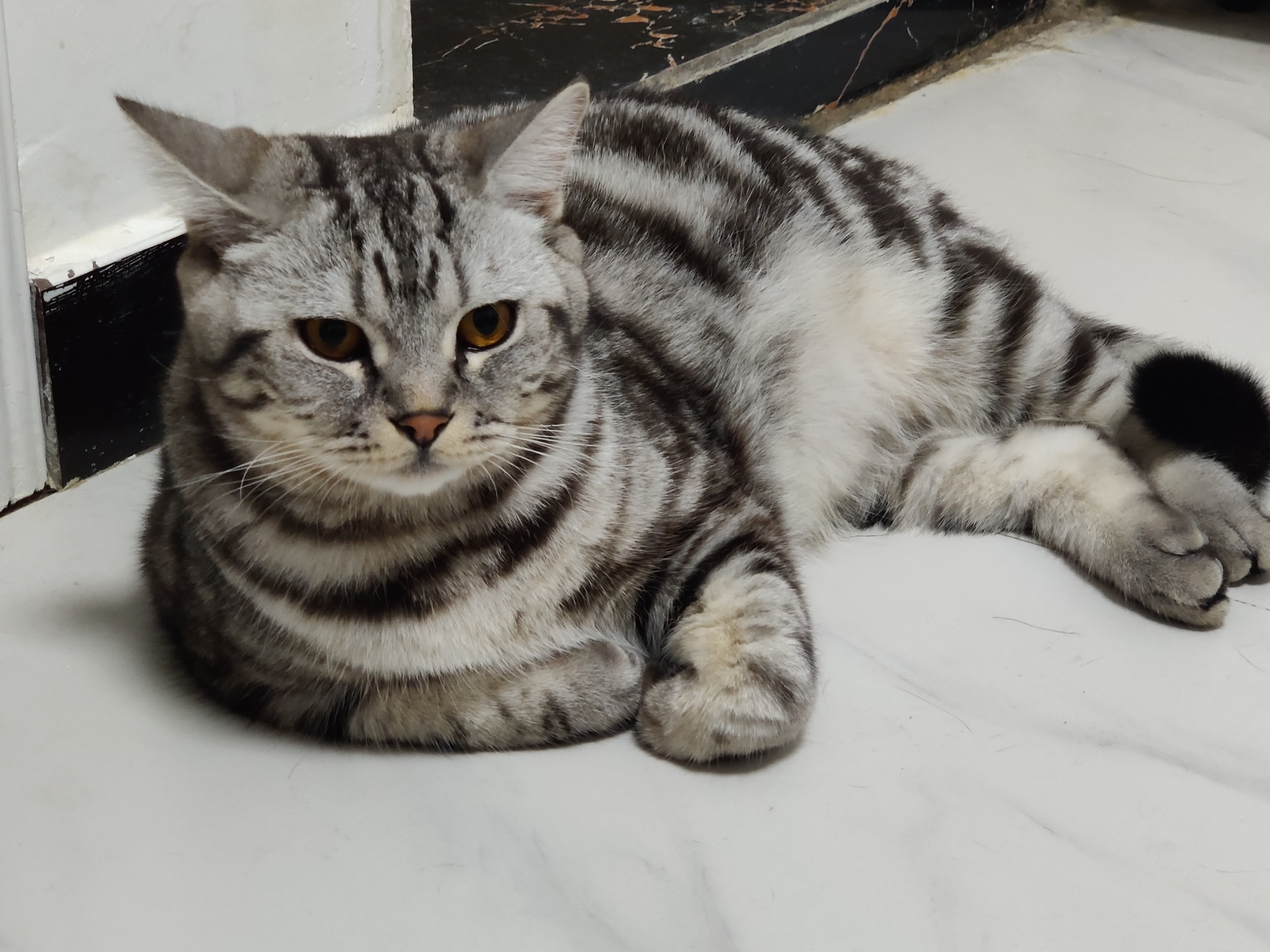 怎么从失去宠物中走出来,宠物死后很伤心怎样走出悲伤