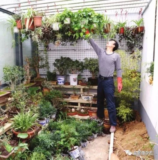 70岁开什么盆景店好,开个小盆景店好吗